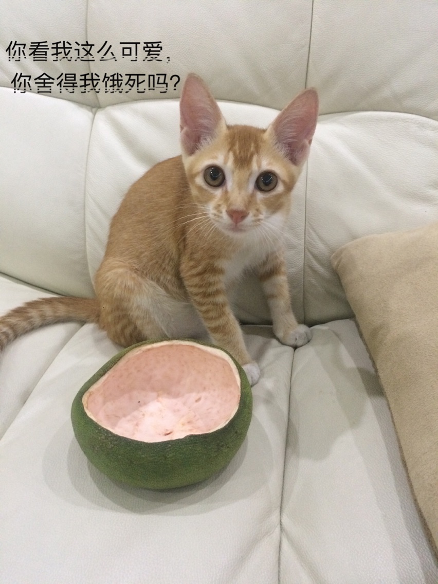 大浪淘沙 中国工程机械残酷竞争时代到来‘ky开元’(图1) ky开元